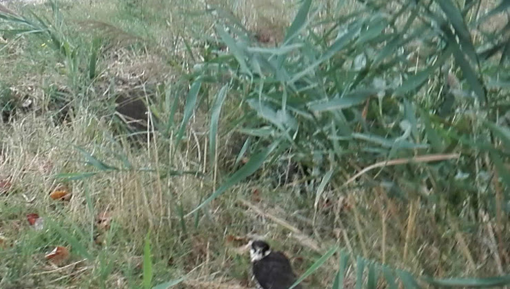 Vidéos Chambre d'hôtes b&b Podere 684 58100 Grosseto