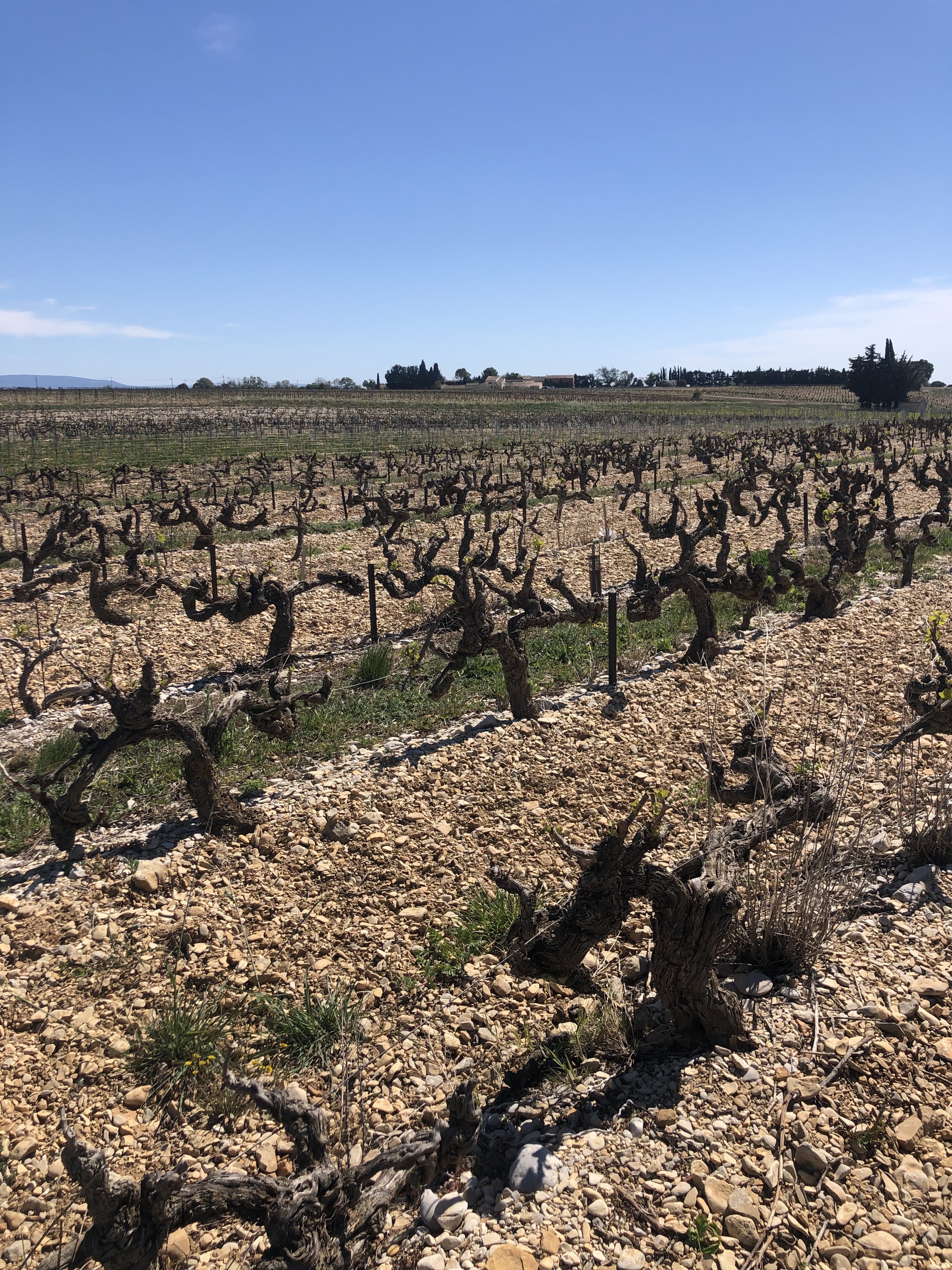 Photo n° 3 de l'avis de Maguelone.e fait le 19/04/2023 à 15:39