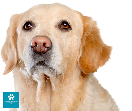 Animal Hospital of Milan image