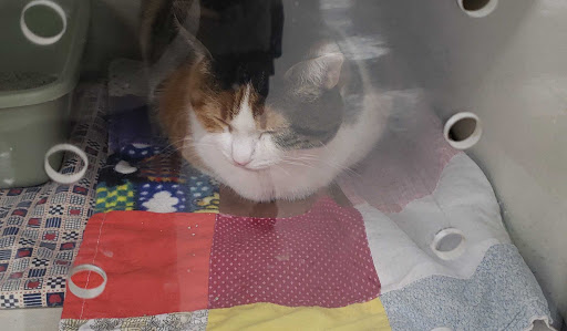 Pet Supply Store «Petco Animal Supplies», reviews and photos, 4950 S 76th St, Greenfield, WI 53220, USA