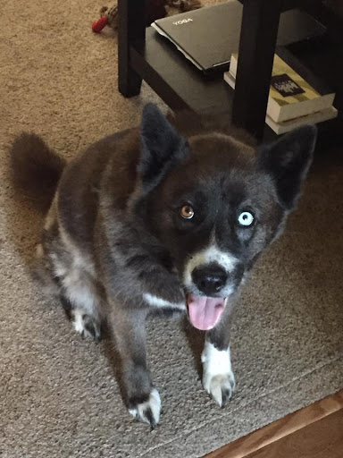 Rosey's Kennel & Rescue