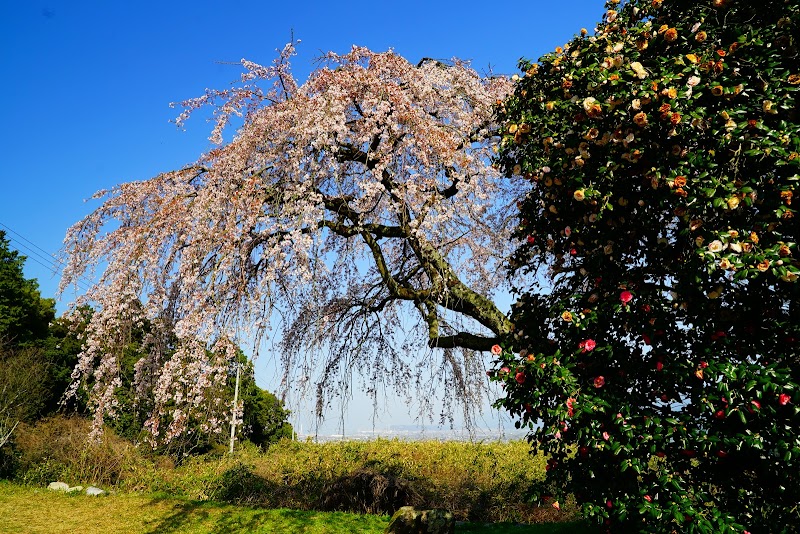 古田の枝垂桜