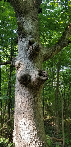 Hiking Area «Hammel Woods - Route 59 Access», reviews and photos, 554 Brook Forest Ave, Shorewood, IL 60404, USA