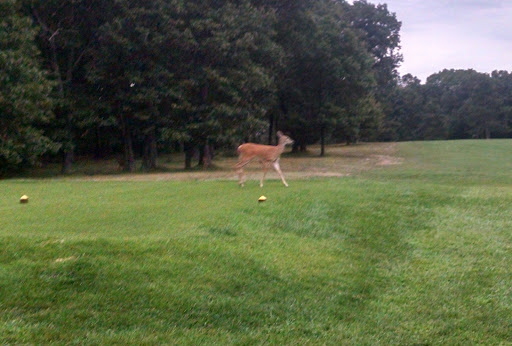 Golf Course «Maynard Golf Course», reviews and photos, 50 Brown St, Maynard, MA 01754, USA