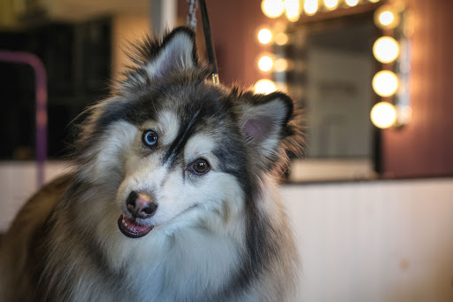 Pet Groomer «Pet-icure Pet Grooming & Supplies», reviews and photos, 89 Main St, Pepperell, MA 01463, USA