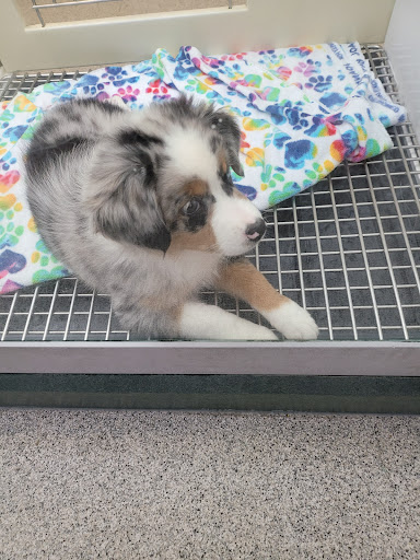 Pet Store «Petland Montgomery», reviews and photos, 7127 Eastchase Pkwy, Montgomery, AL 36117, USA