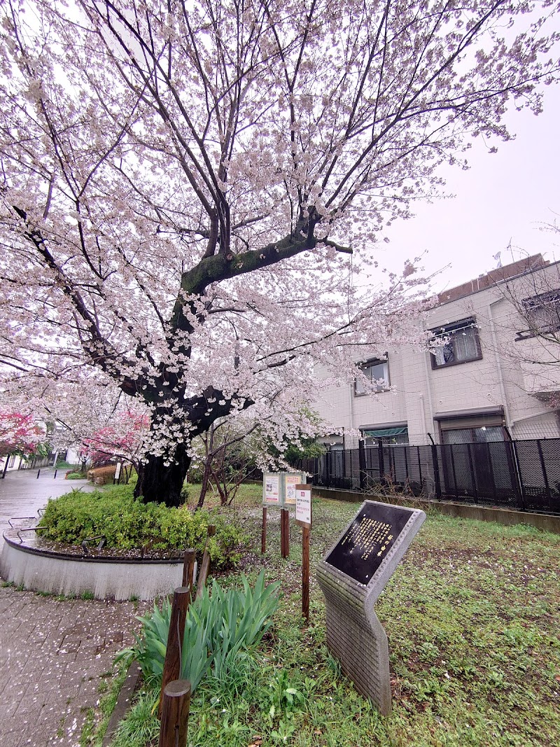 「桜の由来」碑と桜