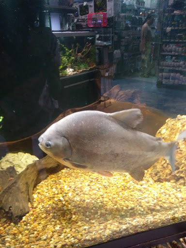 Pet Store «All Pets Club», reviews and photos, 1167 N Colony Rd, Wallingford, CT 06492, USA