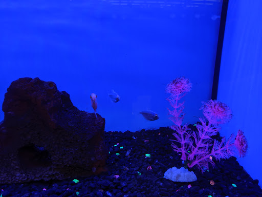 Pet Supply Store «Petco Animal Supplies», reviews and photos, 3454 Palmer Dr #7a, Cameron Park, CA 95682, USA