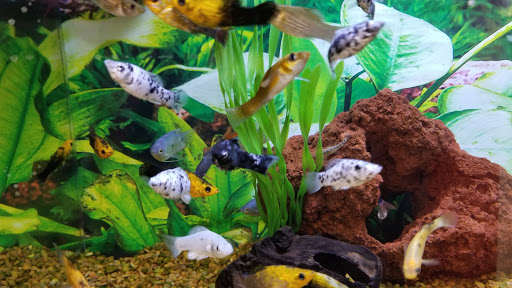 Pet Supply Store «Petco Animal Supplies», reviews and photos, 6067 Greenback Ln, Citrus Heights, CA 95621, USA