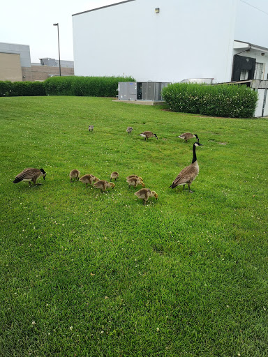 Badminton Court «Egret Badminton», reviews and photos, 1251 Basswood Rd, Schaumburg, IL 60173, USA