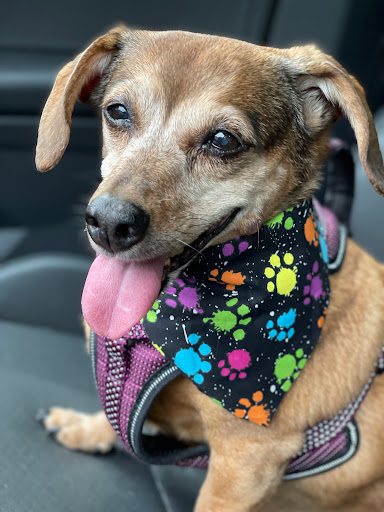 Pet Supply Store «Petco Animal Supplies», reviews and photos, 178 Township Blvd, Camillus, NY 13031, USA