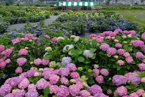 Kaisei Hydrangea Village image