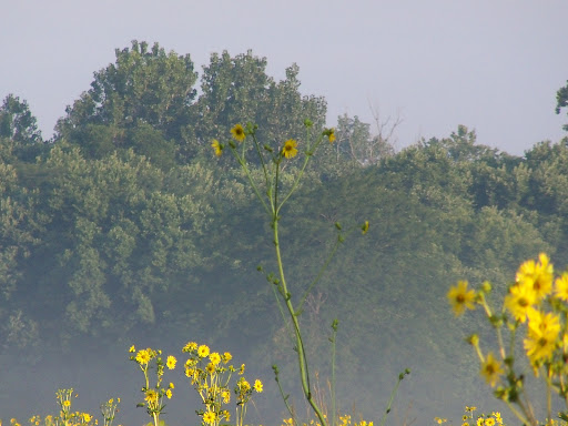 Park «Koteewi Prairie Park», reviews and photos, 12302 Strawtown Ave, Noblesville, IN 46060, USA