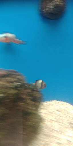 Pet Supply Store «Petco Animal Supplies», reviews and photos, 8775 SW Tualatin-Sherwood Rd, Tualatin, OR 97062, USA