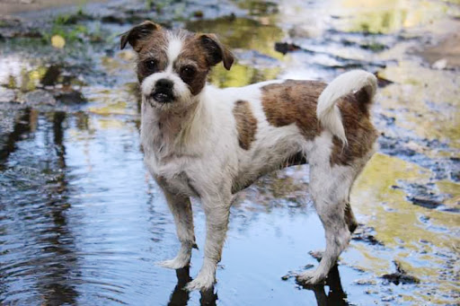 Dog Park «Marco Dog Park», reviews and photos, 1800 Sierra Gardens Dr, Roseville, CA 95661, USA