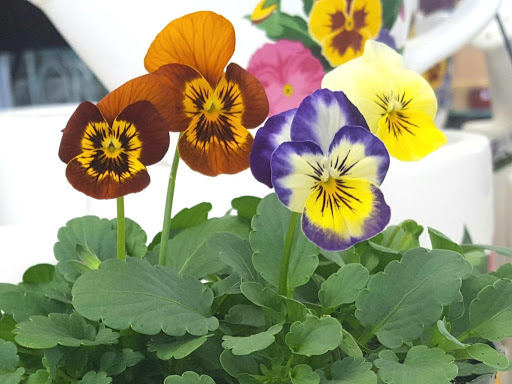 Garden Center «Quality Gardens», reviews and photos, 409 PA-228, Valencia, PA 16059, USA