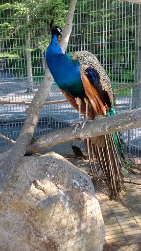 Water Park «Enchanted Forest Water Safari», reviews and photos, 3183 NY-28, Old Forge, NY 13420, USA