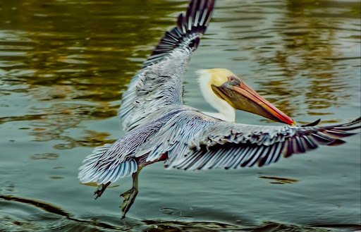 Tour Agency «Everglades National Park Boat Tours», reviews and photos