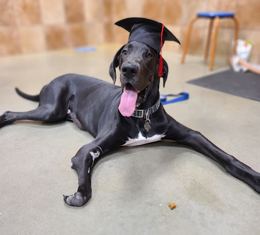 Pet Supply Store «PetSmart», reviews and photos, 225 NW Commons Loop, Lake City, FL 32055, USA