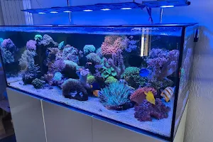 White Corals Vertriebs GmbH image