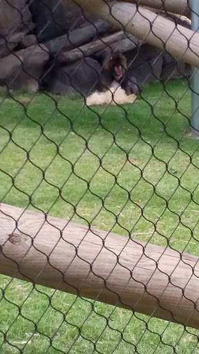 Zoo «Memphis Zoo», reviews and photos, 2000 Prentiss Pl, Memphis, TN 38112, USA