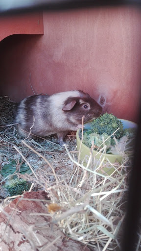 Hamster adoption Reading