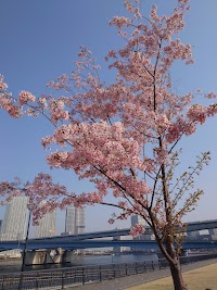 新豊洲さくら広場