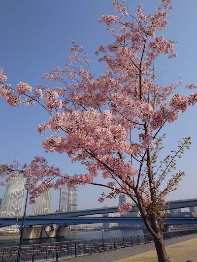 新豊洲さくら広場