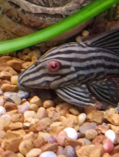 Pet Supply Store «Pet Quarters», reviews and photos, 486 Payne Rd, Scarborough, ME 04074, USA