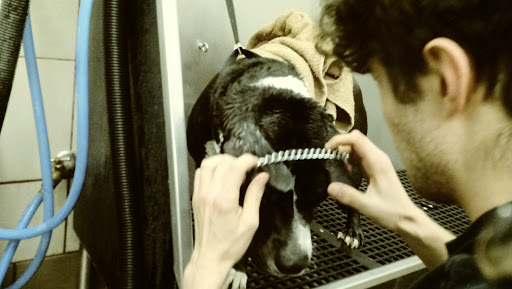 Pet Supply Store «Pet Supplies Plus», reviews and photos, 9 Waukegan Rd, Deerfield, IL 60015, USA