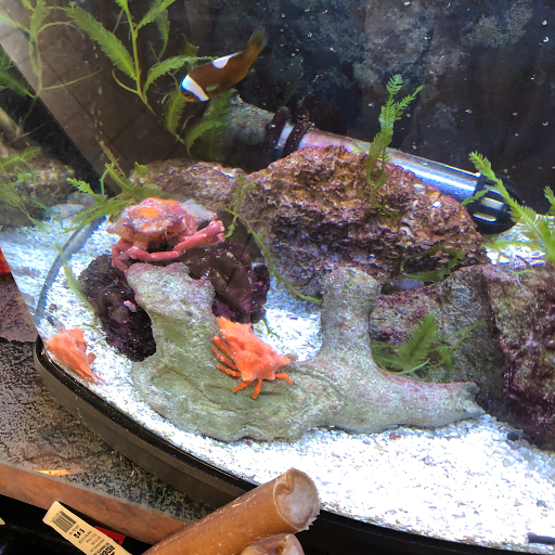 Pet Store «Fish Bowl Pets», reviews and photos, 1013 Hope St, Stamford, CT 06907, USA