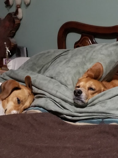 Pet Supply Store «Petco Animal Supplies», reviews and photos, 5925 US-6, Portage, IN 46368, USA