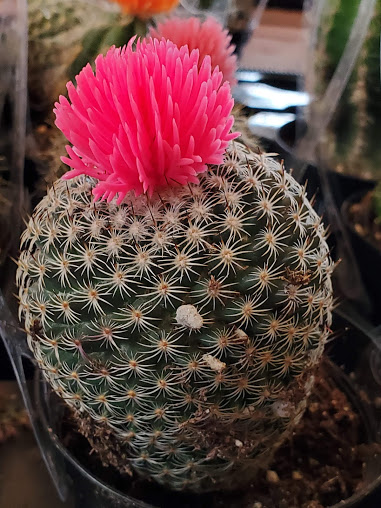 Home Improvement Store «The Home Depot», reviews and photos, 500 S Marengo Ave, Alhambra, CA 91803, USA