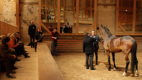 Centre de formation L'Académie Equicoaching Le Pin-au-Haras