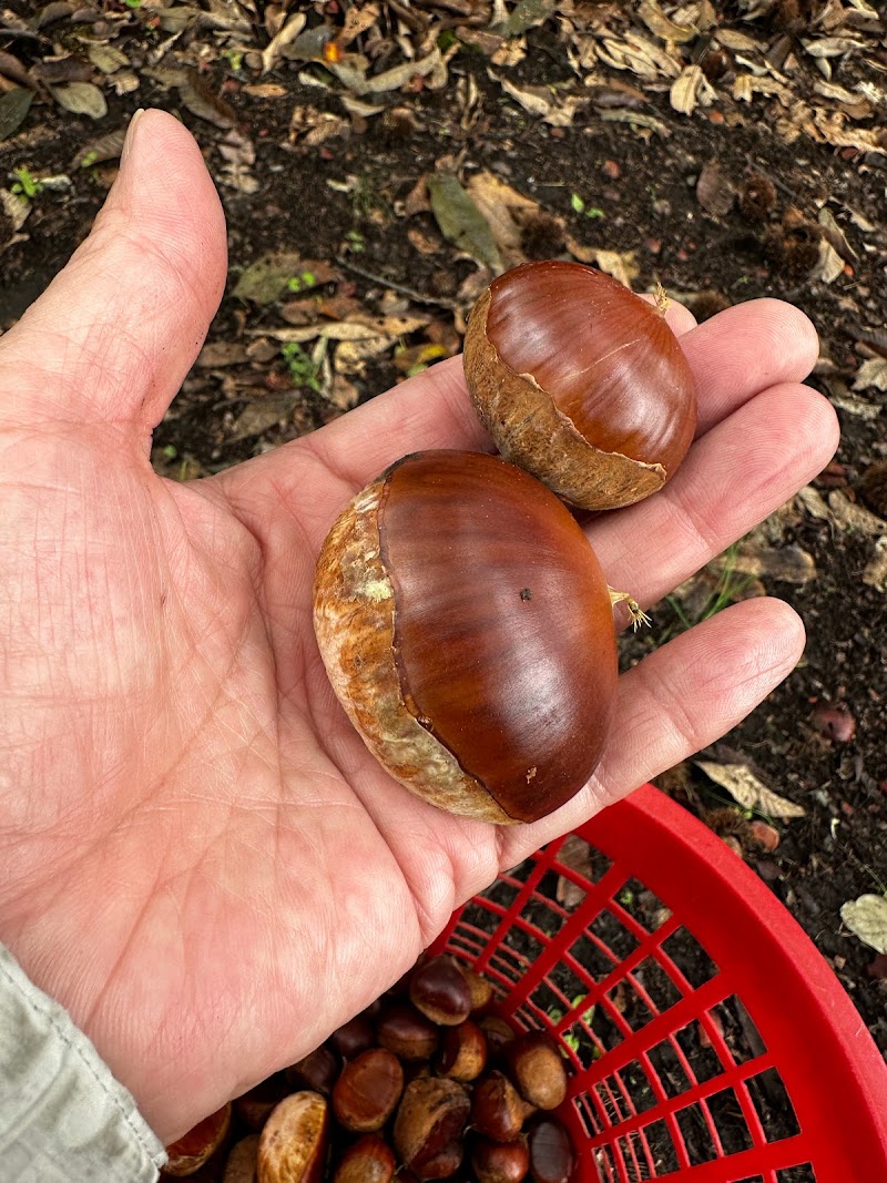 野間観光栗園