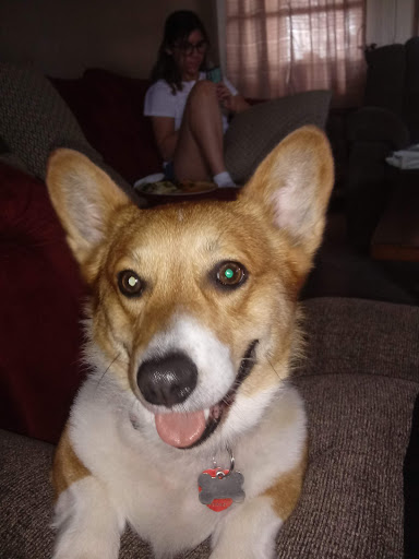 Pet Supply Store «Petco Animal Supplies», reviews and photos, 2450 Monarch Dr #105, Laredo, TX 78045, USA