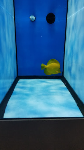 Aquarium «Nemos Aquarium», reviews and photos, 4051 Stone Mountain Hwy, Snellville, GA 30039, USA