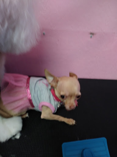 Pet Store «Woof Gang Bakery & Grooming Waco», reviews and photos, 1201 Hewitt Dr #205, Waco, TX 76712, USA