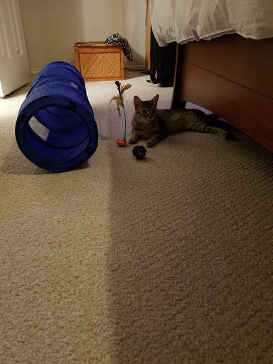 Pet Store «PetSmart», reviews and photos, 6545 North Grand Parkway West Suite 104, Spring, TX 77389, USA