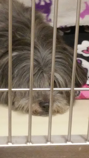 Pet Supply Store «PetSmart», reviews and photos, 1945 Pavilion Way, Lexington, KY 40509, USA