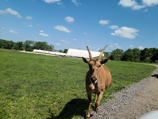 Restaurant «Hidden Valley Animal Adventure», reviews and photos, 2887 Royce Rd, Varysburg, NY 14167, USA