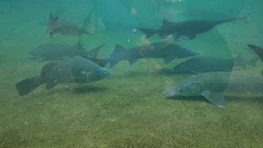 三峽 千戶傳奇生態農場-鱘龍魚養殖場(原山中傳奇) Chienhu Cheanchi Ecological Fish Farm 的照片