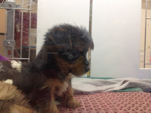 Pet Store «Petland», reviews and photos, 2123 Old Hudson Rd, St Paul, MN 55119, USA