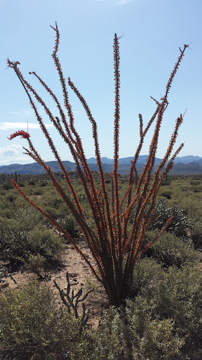 Tour Operator «Stellar Adventures», reviews and photos, 4026 E Broadway Rd, Phoenix, AZ 85040, USA