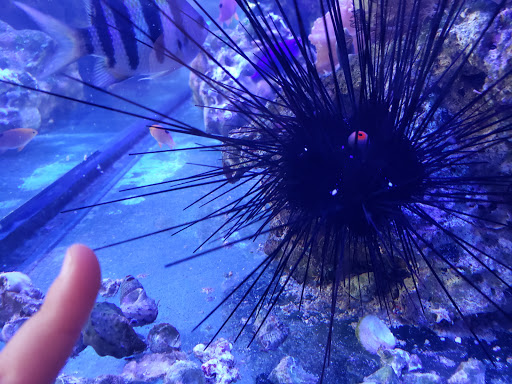 Pet Supply Store «Blue Fish Aquariums», reviews and photos, 5412 Mayfield Rd, Cleveland, OH 44124, USA