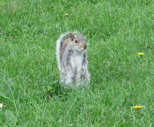 Griffin Park - photo 48