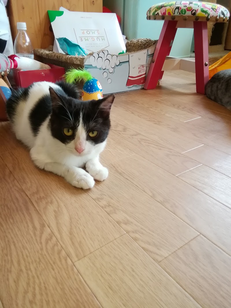 猫まるカフェ 別館 東京都江戸川区西瑞江 カフェ 喫茶 カフェ グルコミ