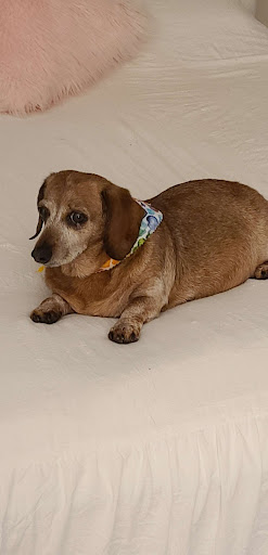 Pet Supply Store «Pet Supplies Plus», reviews and photos, 5229 Library Rd, Bethel Park, PA 15102, USA