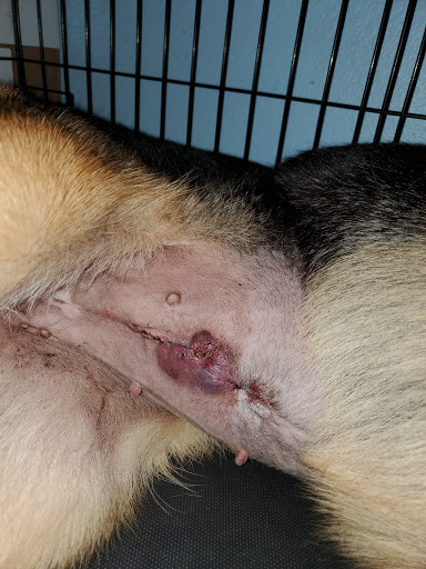 Surfside Animal Hospital image